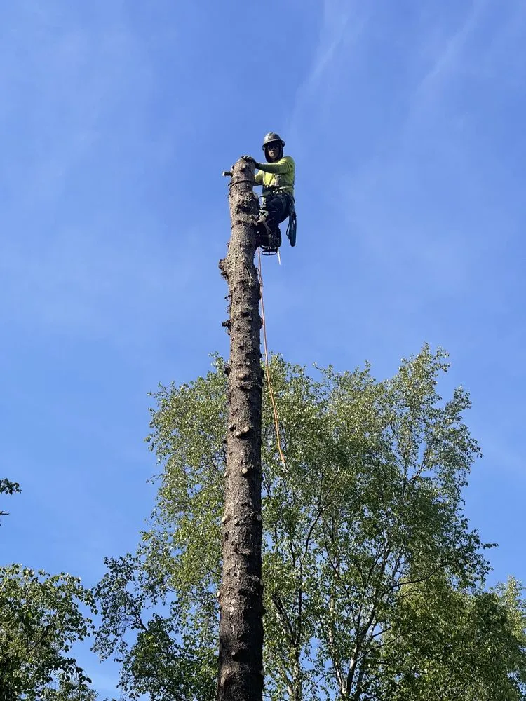 Top-rated yard cleanup service in Anchorage, AK - Kingsman Tree Service