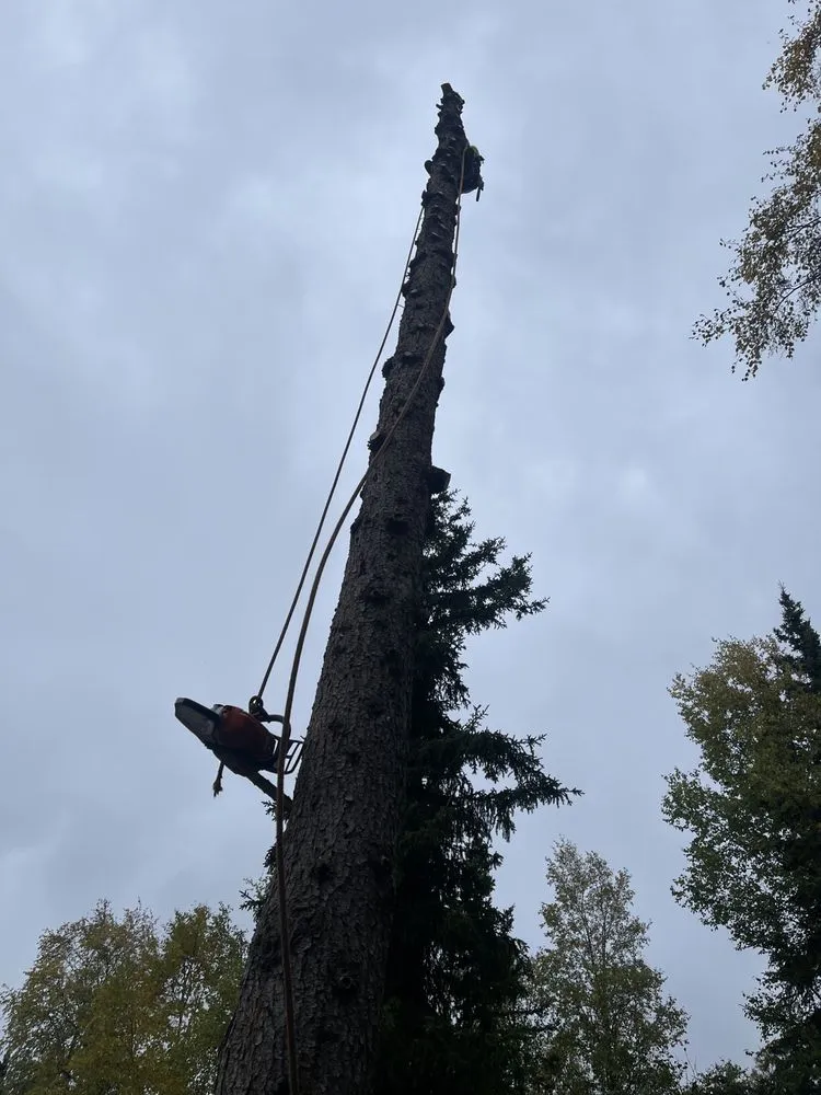 Affordable lawn care service in Anchorage, AK - Kingsman Tree Service