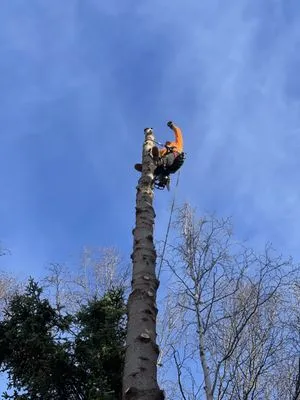 Kingsman Tree Service Logo