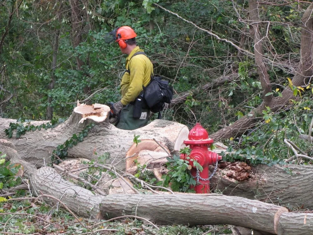 Custom yard cleanup service for residential properties across Surgoinsville, TN - Kingsport Tree Service