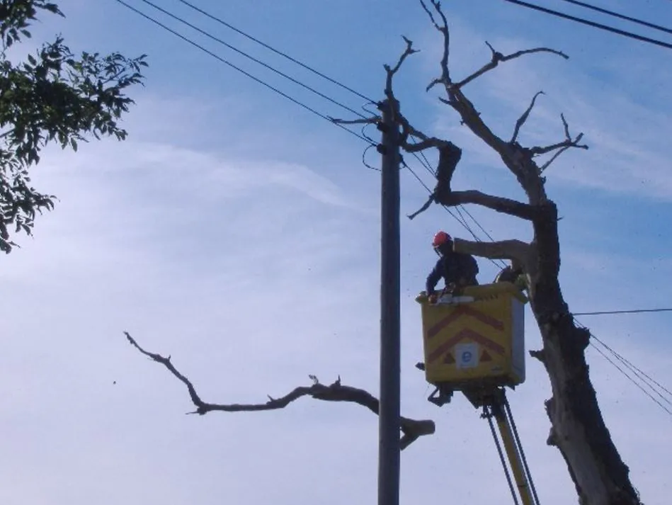 Trusted lawn care service near you in Surgoinsville, TN by Kingsport Tree Service