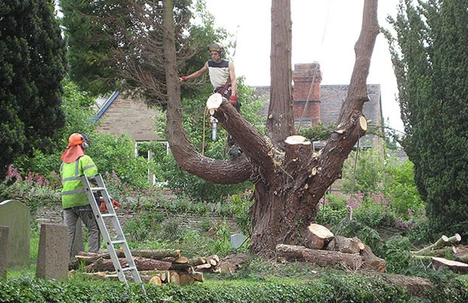 Custom landscape installation experts serving Surgoinsville, TN - Kingsport Tree Service