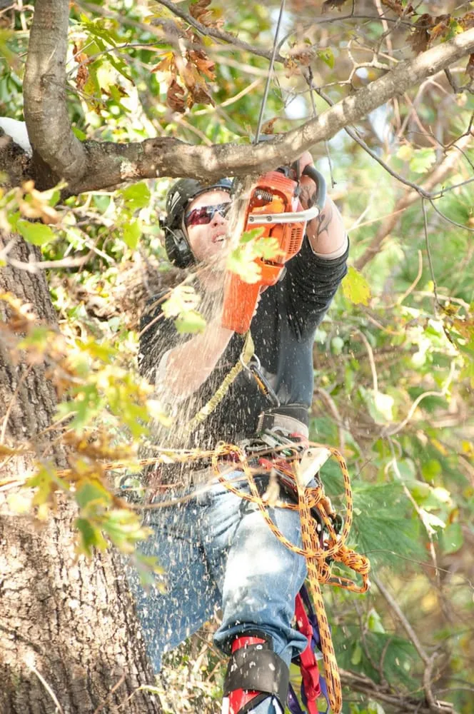 Expert landscape installation for year-round maintenance across Surgoinsville, TN - Kingsport Tree Service