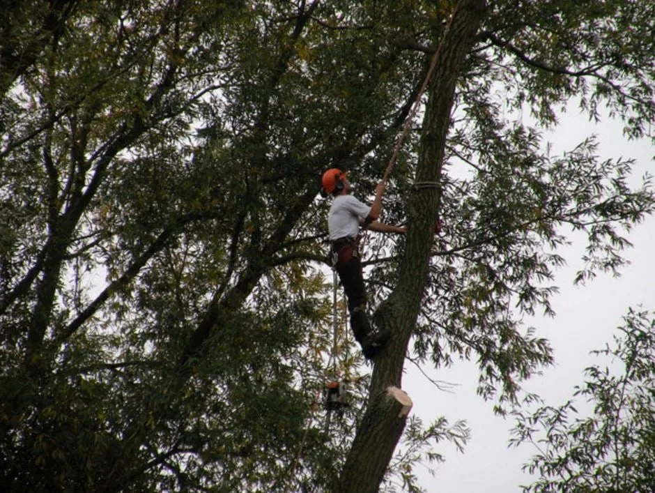 Top-rated yard cleanup service for year-round maintenance across Surgoinsville, TN - Kingsport Tree Service