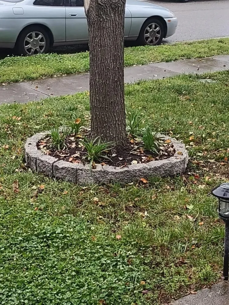 Professional landscaping services in Alexandria, VA - Kingstowne Lawn & Landscape