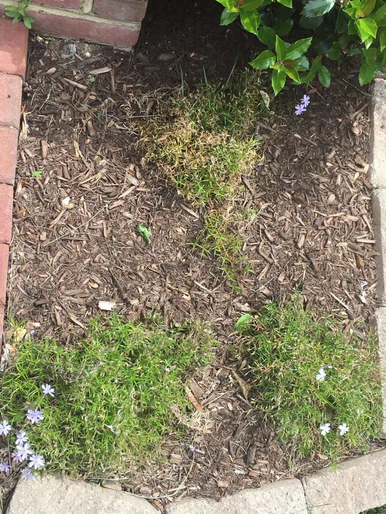 Custom yard cleanup service for outdoor upgrades across Alexandria, VA - Kingstowne Lawn & Landscape