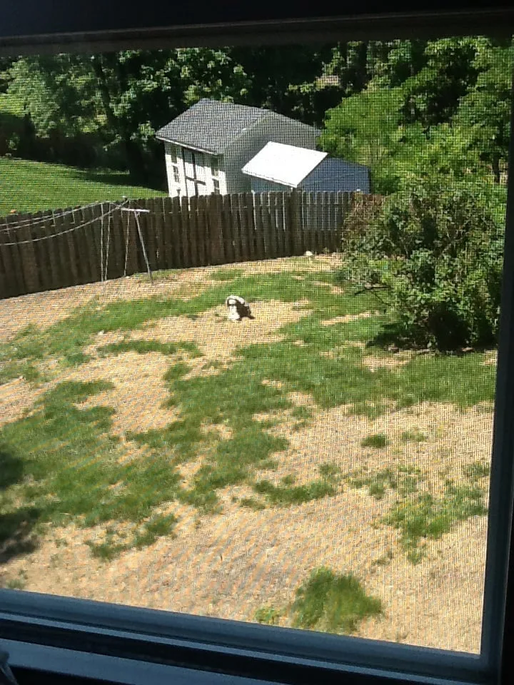 Expert residential landscaping in Alexandria, VA - Kingstowne Lawn & Landscape