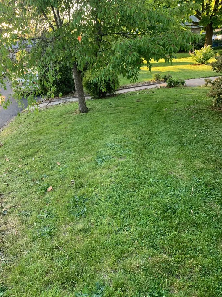 Affordable yard cleanup service in Kingston, NY by Kingwoods Landscaping