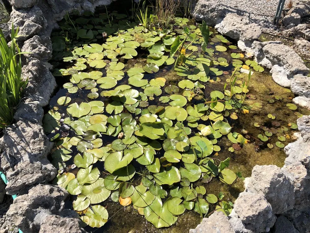 Custom residential landscaping in Vina, CA - Kinney Nursery & Topsoil