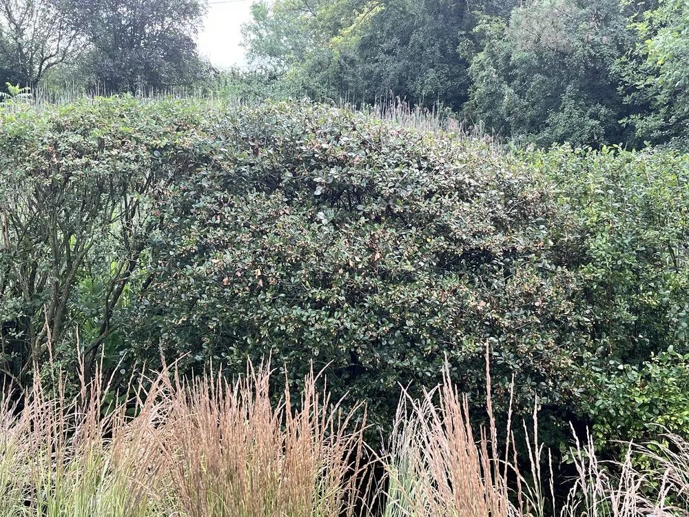 Top-rated lawn care service for year-round maintenance in Lake Bluff, IL by Kinnucan Tree Experts & Landscape Company