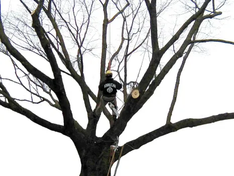 Trusted lawn care service experts serving Lake Bluff, IL - Kinnucan Tree Experts & Landscape Company