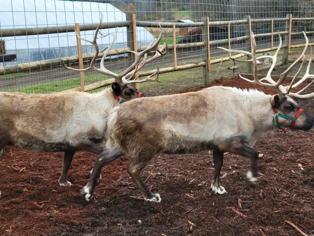 Reliable residential landscaping experts serving Woodinville, WA - Kinssies Landscaping