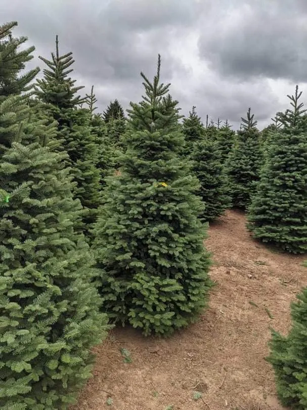 Local lawn care service experts serving Woodinville, WA - Kinssies Landscaping