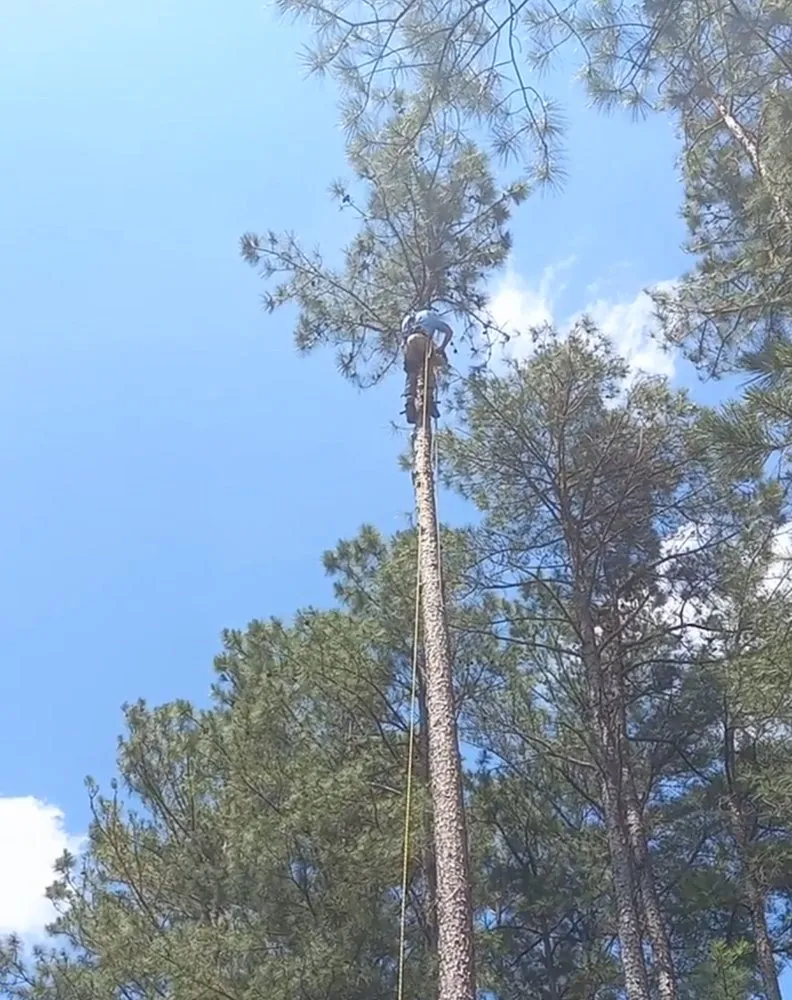 Affordable yard cleanup service for beautiful yards in Creedmoor, NC by Kipps Tree Landscaping