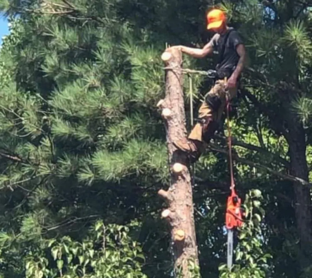 Trusted lawn care service for residential properties across Creedmoor, NC - Kipps Tree Landscaping