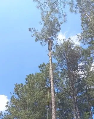 Kipps Tree Landscaping