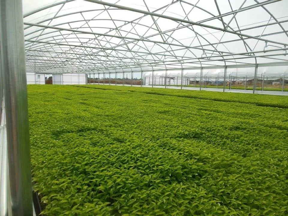 Local lawn mowing service for outdoor upgrades across Fallbrook, CA - Kira Construction