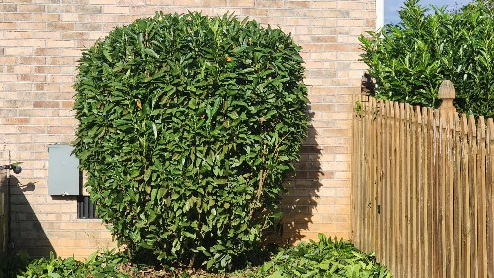 Affordable landscaping services for residential properties in Seymour, TN by KirbyDoesItAll