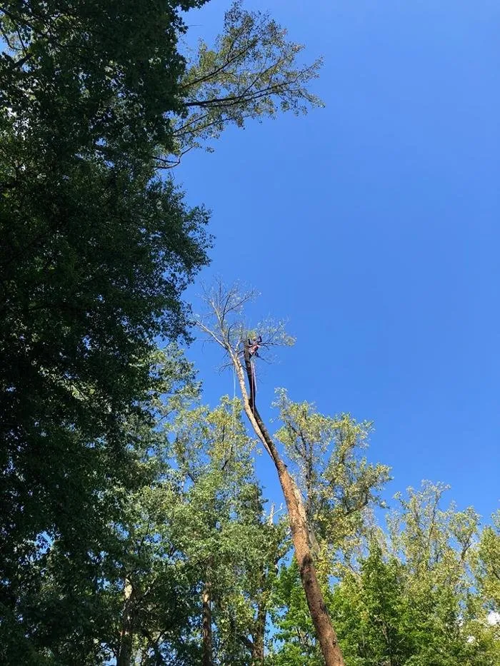 Professional lawn care service experts serving Culpeper, VA - Kirby's Tree And Landscaping