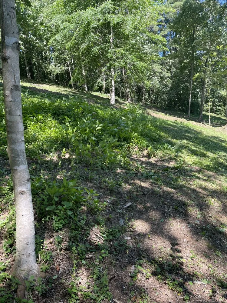 Trusted lawn care service in Waynesville, NC - Kirkpatrick landscaping