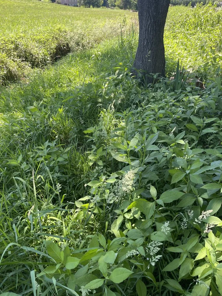 Local yard maintenance in Waynesville, NC - Kirkpatrick landscaping