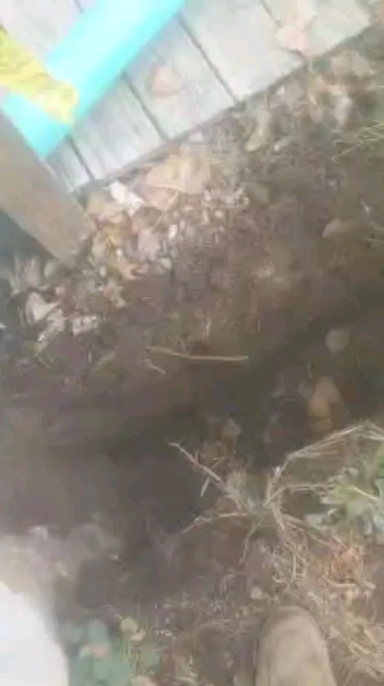 Professional yard cleanup service in Mason, MI - Kirkpatrick's