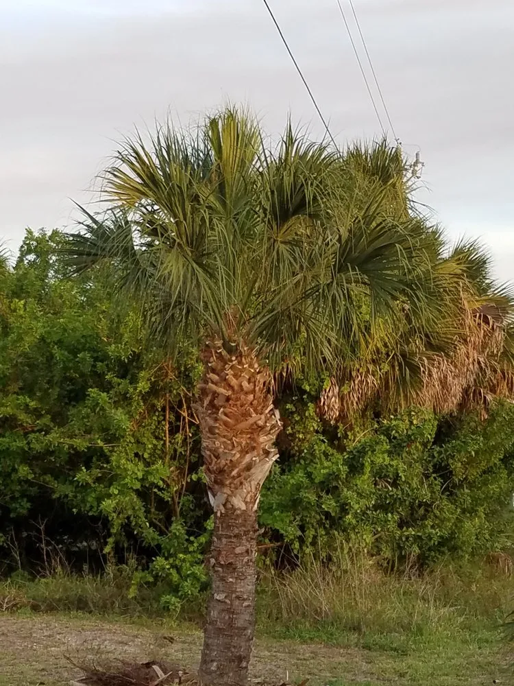 Professional landscape installation in Punta Gorda, FL - Kirkwood Services