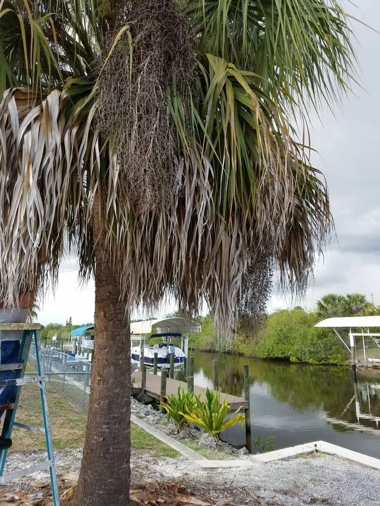 Reliable lawn mowing service near you across Punta Gorda, FL - Kirkwood Services