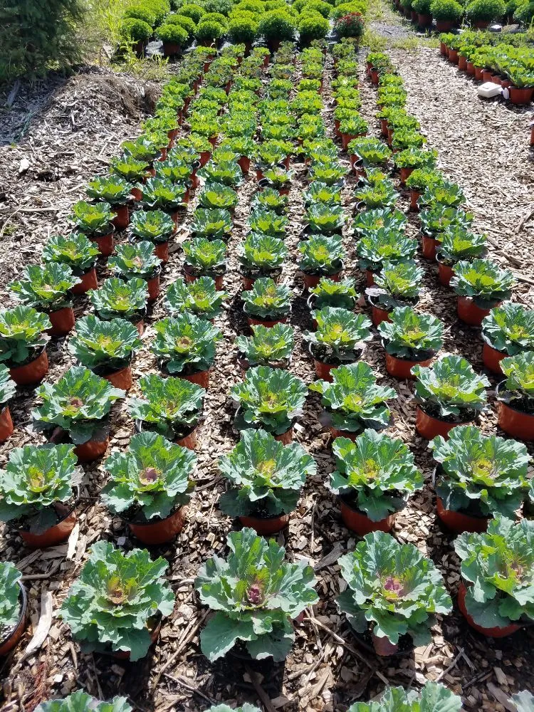 Professional landscaping services for outdoor upgrades in Newtown, PA by Kirshner Landscapes