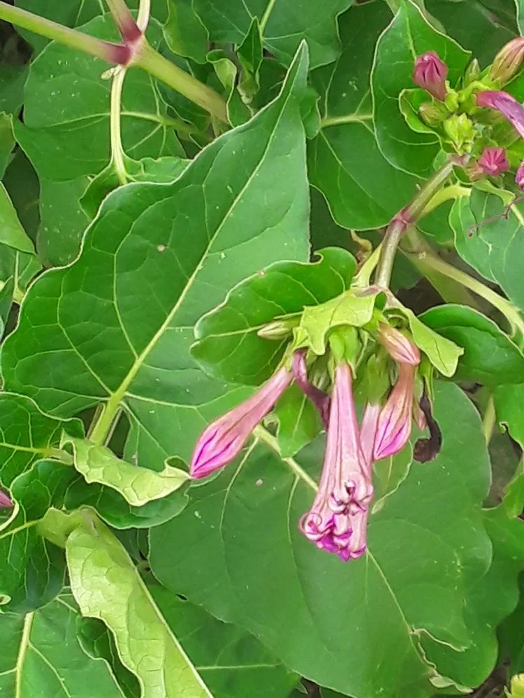 Professional outdoor landscaping experts serving Borger, TX - Kirstophers Lawn