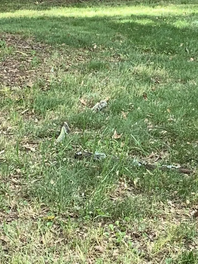 Local lawn care service in Powder Springs, GA - Kiss My Grass Lawn Care