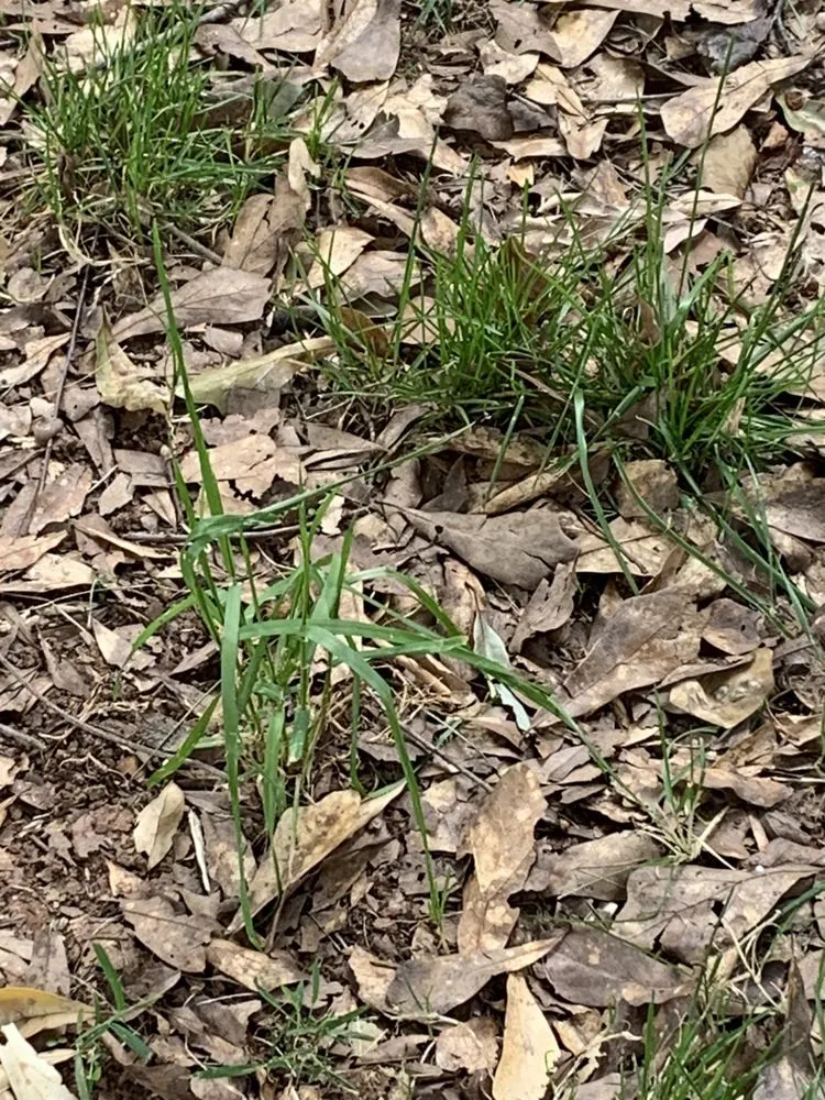 Trusted yard maintenance in Powder Springs, GA by Kiss My Grass Lawn Care