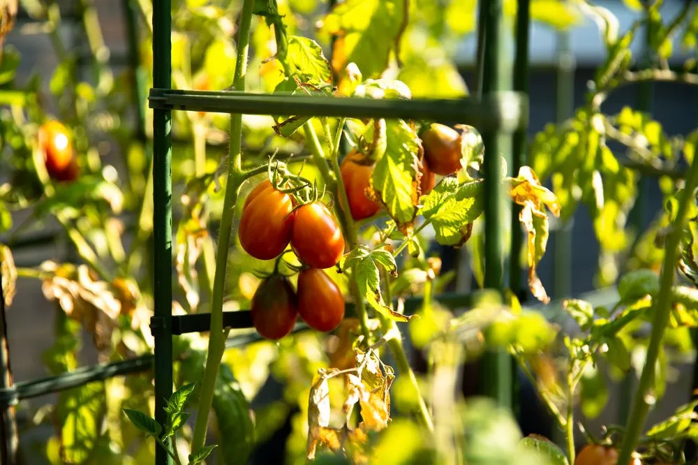 Expert garden landscaping for residential properties across Berkeley, CA - Kitchen Door Landscaping