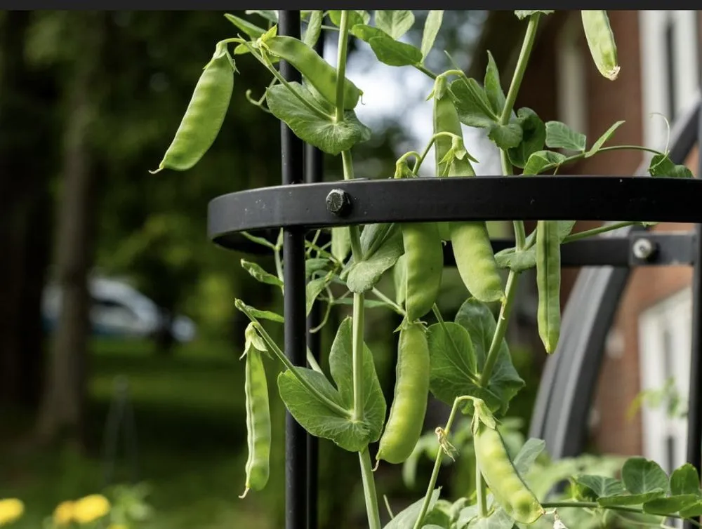 Reliable lawn care service for year-round maintenance in Dallas, TX by Kitchen Garden Dallas