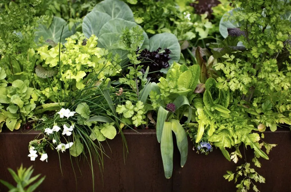 Top-rated landscape installation for residential properties in Dallas, TX by Kitchen Garden Dallas