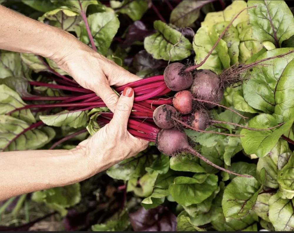 Local residential landscaping for residential properties across Dallas, TX - Kitchen Garden Dallas