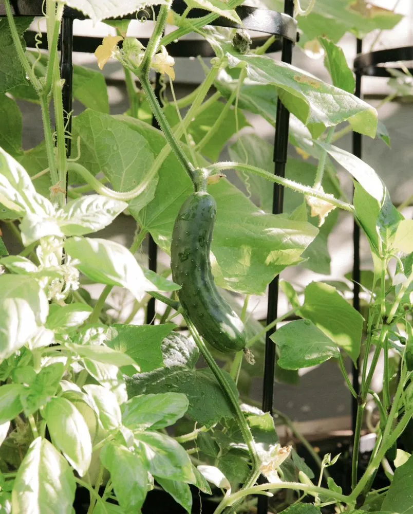 Top-rated landscaping services for year-round maintenance in Dallas, TX by Kitchen Garden Dallas