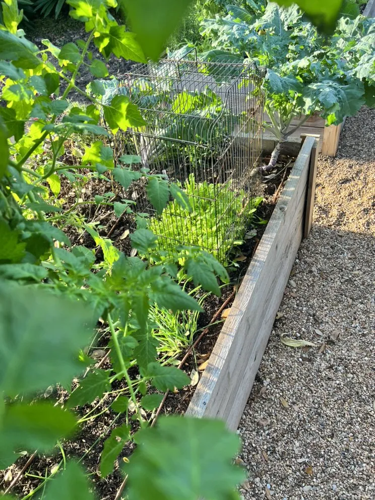 Professional lawn care service in Houston, TX by Kitchen Garden Revival