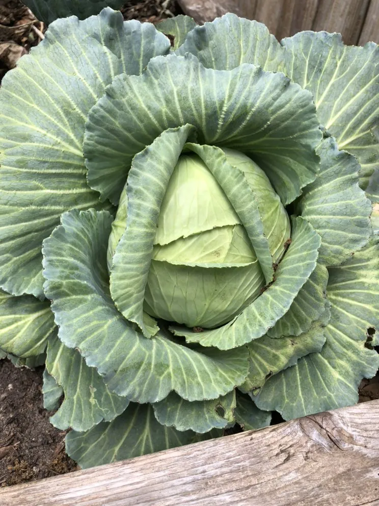 Local garden landscaping for outdoor upgrades in Houston, TX by Kitchen Garden Revival