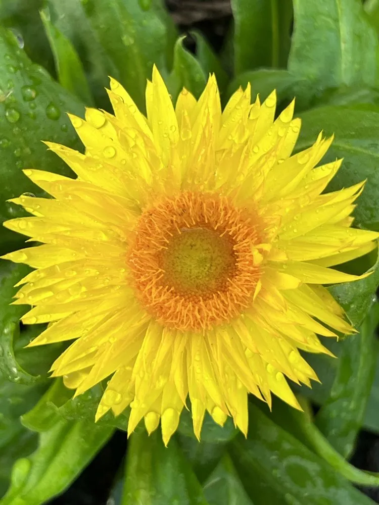 Trusted landscape design with custom design across Houston, TX - Kitchen Garden Revival