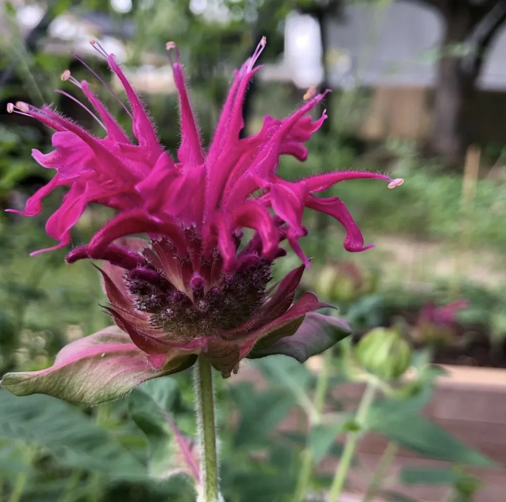 Trusted lawn mowing service in Houston, TX by Kitchen Garden Revival