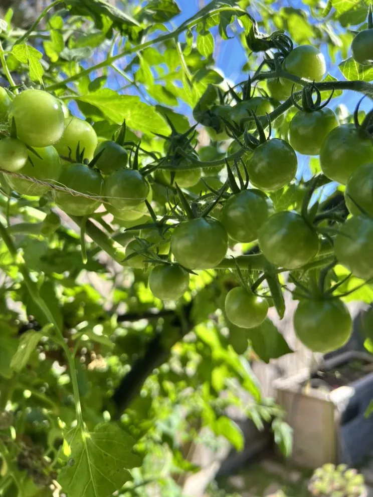 Local landscaping services for homes across Houston, TX - Kitchen Garden Revival