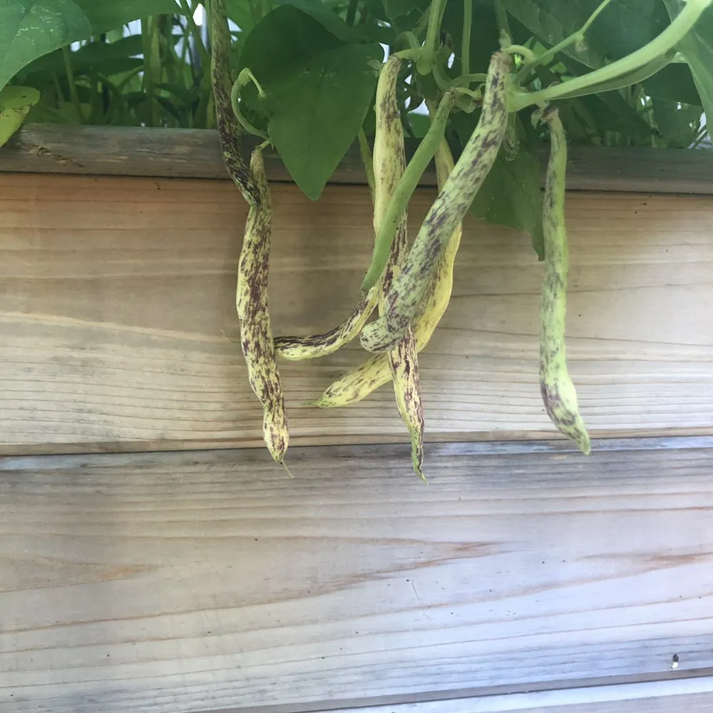 Trusted landscape installation for homes across Houston, TX - Kitchen Garden Revival