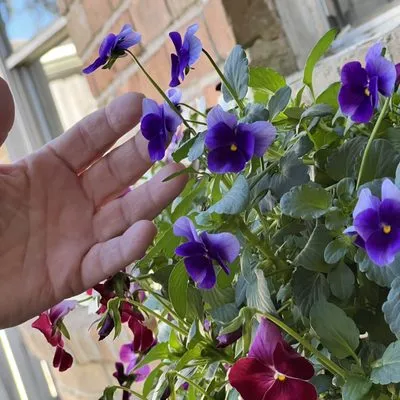 Kitchen Garden Revival Logo