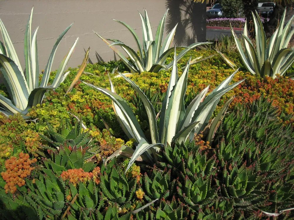 Affordable yard cleanup service with custom design in Goleta, CA by Kitson Landscape Management