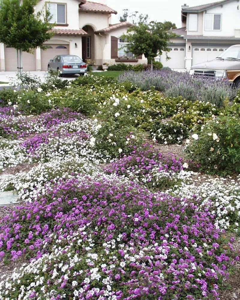Reliable yard maintenance for outdoor upgrades in Goleta, CA by Kitson Landscape Management