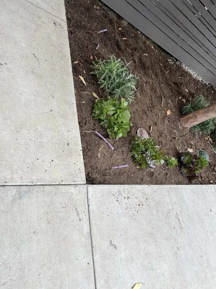 Custom yard cleanup service experts serving Goleta, CA - Kitson Landscape Management