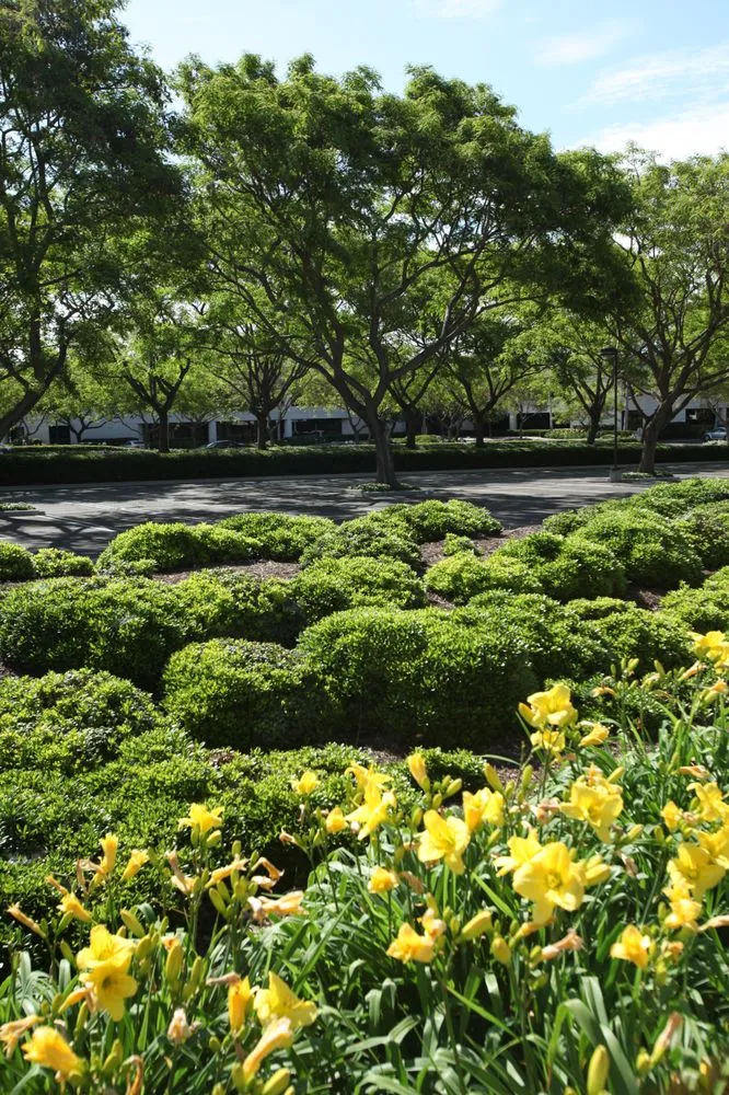 Custom landscape installation for residential properties across Goleta, CA - Kitson Landscape Management