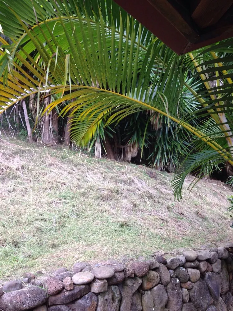 Reliable lawn mowing service in Pukalani, HI - Kiv3 Landscaping