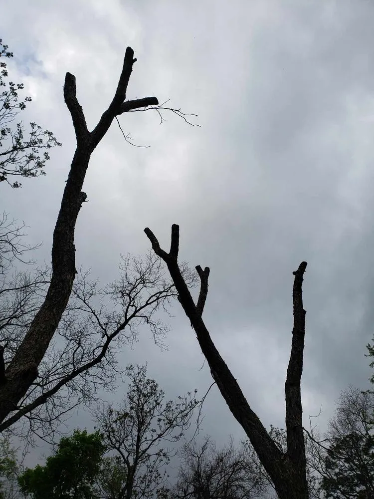 Professional landscaping services for beautiful yards in Longview, TX by KJ Landscaping & Construction